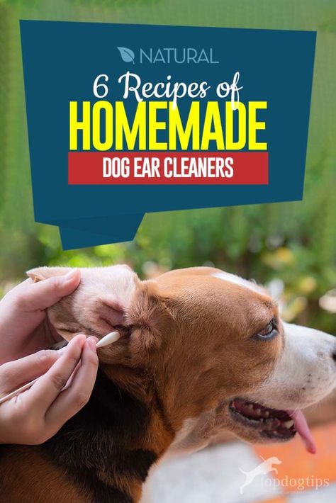 Dog Ear Cleaner Homemade, Interesting Hobbies, Dog Ear Wash, Cleaning Dogs Ears, Dogs Ears, Pet Remedies, Dog Ear Cleaner, Dogs Ears Infection, Dog Remedies