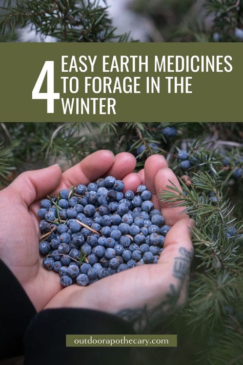 Winter Foraging, Medical Plants, Wild Foraging, Wild Food Foraging, Foraging Recipes, Foraged Food, Wild Yeast, Wild Berries, Juniper Berries