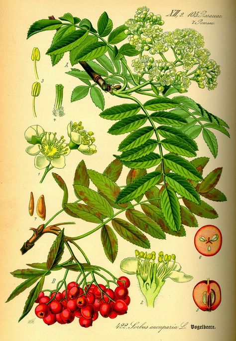 Trees Planet: Sorbus aucuparia - Rowan - (Mountain Ash) Sorbus Aucuparia, Botanical Printables, Rowan Tree, Antique Botanical Print, Mountain Ash, Kitchen Decor Wall Art, Illustration Botanique, Graphics Fairy, Instant Art