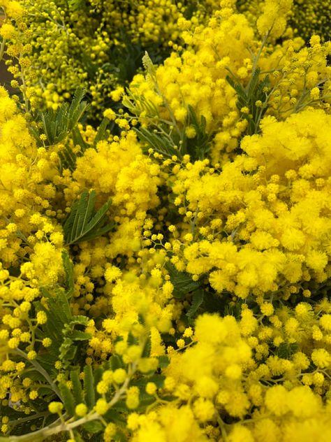 Mimosa Flower Aesthetic, Mimosas Flores, Mimosas Aesthetic, Mimosa Aesthetic, Mimosa Photography, Botany Journal, Mimosa Bouquet, Mimosa Plant, Mimosa Flowers