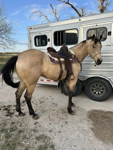 Horses for sale in Texas | 4 yr old grade Buckskin | Facebook Buckskin Horse, Rodeo Horses, Barrel Horse, Western Riding, Horse Aesthetic, Horse Trailers, Most Beautiful Animals, Horses For Sale, Western Horse