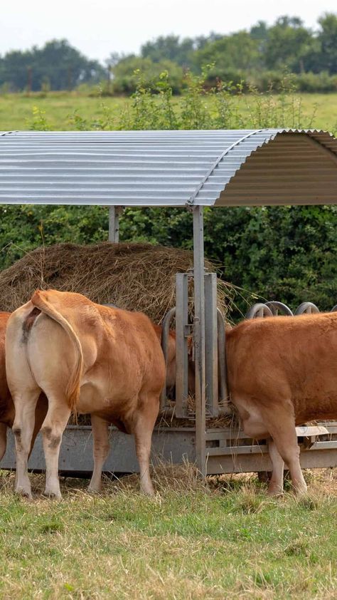 Cow Hay Feeder, Hay Farming, Hay Hut, Cow Feeder, Cow Shed Design, Cow Care, Cattle Housing, Asia Afrika, Cattle Feeder