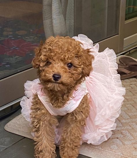 Apricot colored brown teacup poodle puppy in pink fluffy tutu dress on deck Curly Dogs Breeds, Small Brown Curly Hair Dog, Red Teacup Poodle, Mini Poodle Outfits, Cute Poodle Haircut, Brown Teacup Poodle, Dogs With Curly Hair, Brown Mini Poodle, Brown Poodle Puppy