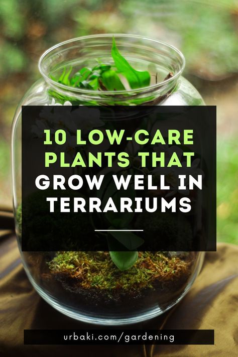 Choosing terrarium plants can be difficult because there are so many amazing options that look great and thrive in terrariums. The terrarium plants listed here are so easy to grow that even a beginner can be successful.In a closed terrarium, plants almost never need water and will grow happily for years with minimal care.TIPMake sure you buy plants that are small enough to fit in the terrarium pot, preferably without touching the sides... Glass Jar Terrarium Ideas, Making A Terrarium Succulents, Self Watering Terrarium, Succulents In Terrarium, Succulent Jar Terrarium, How To Take Care Of Terrarium, Good Terrarium Plants, How To Create A Terrarium Garden, Easy Closed Terrarium Diy