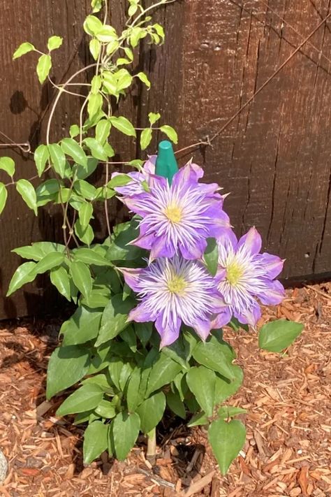 What To Do With Clematis After It Blooms - How To Keep Clematis Healthy! Where To Plant Clematis, Climbing Flowering Vines, Growing Clematis, Clematis Care, Petunia Plant, Clematis Plants, Perennial Grasses, Clematis Flower, Clematis Vine