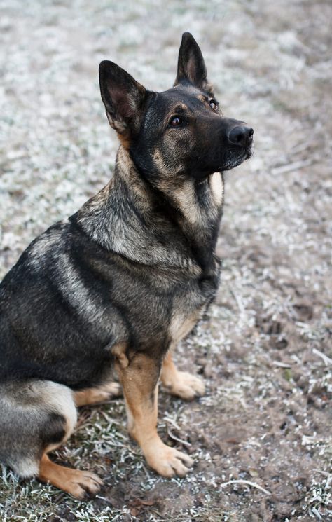 Sable German Shepherd Dog by Dobránska Renáta for Stocksy United Sable German Shepherd, German Shepherd Training, German Sheperd Dogs, Black German Shepherd, Australian Shepherds, West Highland Terrier, Puppies Funny, German Shepherd Dog, Shepherd Puppies