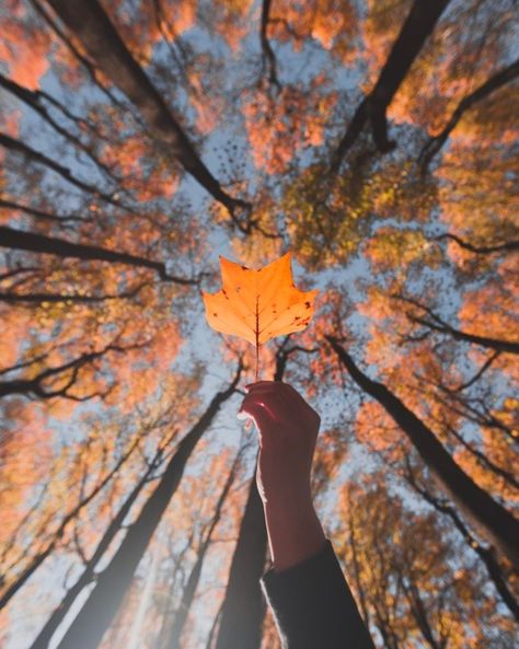 Autumn Leaves, Trees, Yellow, Photography