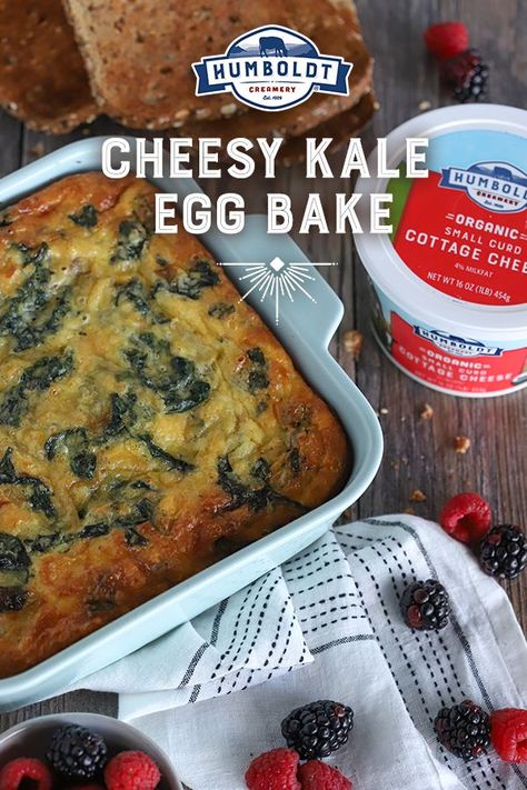 This Cheesy Kale Egg Bake is the perfect healthy breakfast casserole for family gatherings or a weekend brunch. Made with protein packed organic cottage cheese, cheddar cheese and kale. Get the recipe. #eggcasserole #kale #healthybreakfast Breakfast For Family, Cheese Meals, Cottage Cheese Breakfast, Healthy Breakfast Casserole, Cottage Cheese Eggs, Baked Eggs Recipe, Cheese Cheddar, Perfect Healthy Breakfast, Egg Bake