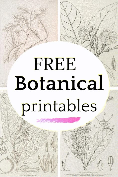 Art Prints Printable, Floral Botanical Prints, Decorating With Botanical Prints, Botanical Printables Free, Printable Botanical Prints Free, Diy Botanical Prints, Free Printable Botanical Wall Art, Free Vintage Botanical Printables, Botanical Pictures Wall Art