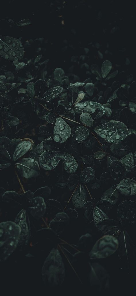 Deep Green Aesthetic Wallpaper Iphone, Moody Green Aesthetic Wallpaper, Dark Green Astethic Wallpapers, Wallpaper Iphone Dark Green, Dark Green Wallpaper Aesthetic, Dark Green Forest Aesthetic Wallpaper, Dark Green Nature Aesthetic, Dark Moody Wallpaper, Dark Lockscreen