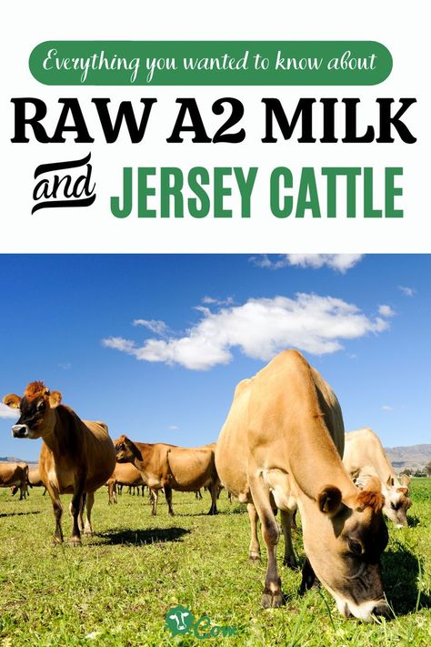 Jersey Milk Cow, Miniature Dairy Cows, Mini Jersey Milk Cow, Mini Jersey Cow, Dairy Cows Holstein, Homestead Management, Milking Cow, Jersey Cattle, Ferdinand The Bulls