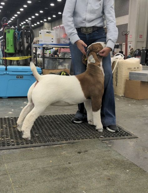 Goat Showing Tips, 4-h Aesthetic, Bore Goats, Ffa Outfits, Goat Tips, Goat Showmanship, Chicken Showing, Showing Pigs, Stock Aesthetic