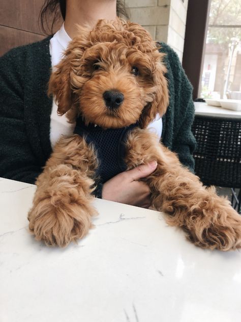 Quote Travel, Summer Quote, Mini Goldendoodle Puppies, Golden Doodles, Puppies Cute, Cockapoo Puppies, Dog Needs, Australian Labradoodle, Cavapoo Puppies