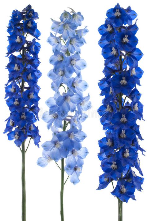 Holiday Party Inspiration, Delphinium Flowers, Blue Delphinium, Stock Flower, Line Flower, Depth Of Field, Studio Shoot, Delphinium, Flower Bouquet Wedding