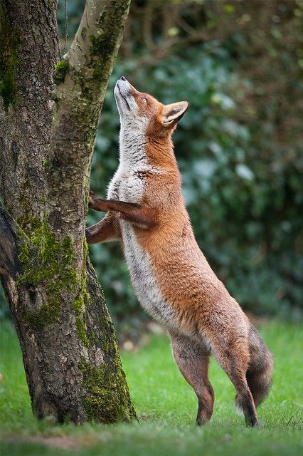 Mountaineer-Lawrie-Brailey-29-8-2014-73941-4 | Native 2014 | Marwell Wildlife Connecting people with nature | Flickr Fox Standing, Art Guy, Maned Wolf, Fabulous Fox, Adorable Creatures, African Wild Dog, Fox Pictures, Raccoon Dog, Fox Spirit