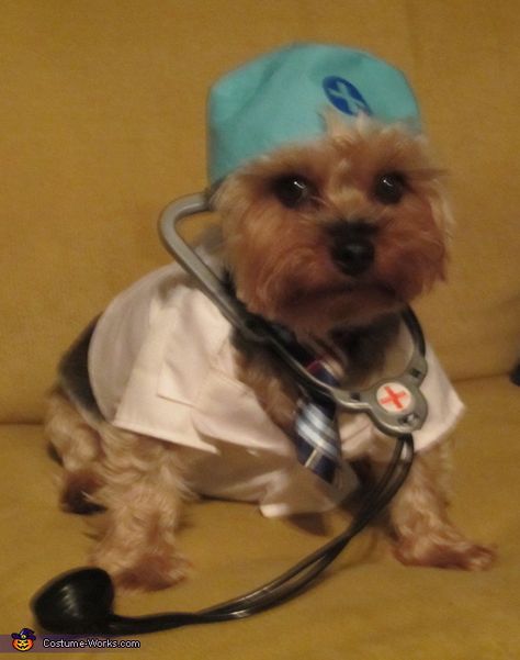 Doctor Dog Costume Doctor Halloween Costumes, Doctors Outfit, Halloween Doctor, Brain Tattoos, Dr Dog, Doctor Halloween Costume, Doctor Halloween, Dog Doctor, Dog Crying