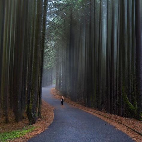 Portland Oregon Forest, Fancy Places To Travel, Beautiful Hiking Trails, Timber Gulch Road Oregon, Multnomah Falls Oregon Photography, Oregon Bucket List Places To Visit, Best Hikes In Oregon, Oregon Photography Locations, Oregon Places To Visit