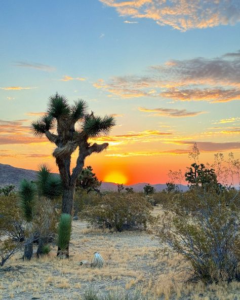 Integratron Joshua Tree, Beautiful Places On Earth, Joshua Tree, The Mountain, Bucket List, California, Beautiful Places, Camping