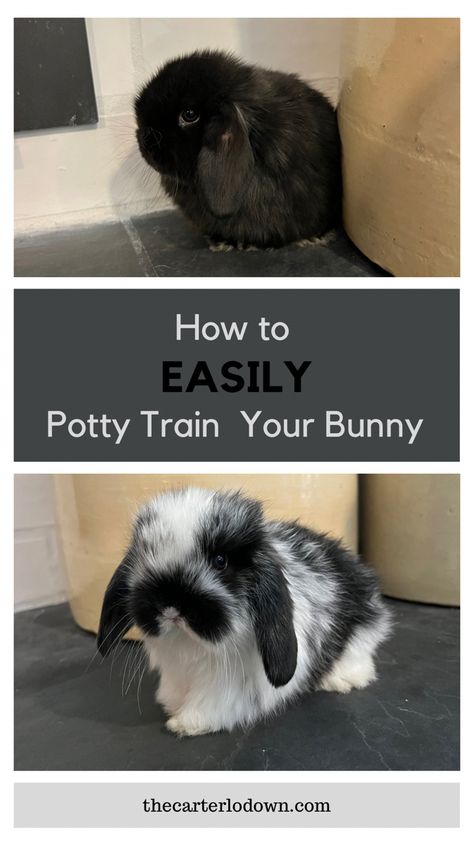 Bunny Run Indoor, Best Bunnies For Pets, Bunny Pens Indoor, Potty Training Rabbits, Bunny Food Storage Ideas, Bunny Potty Training, Dog Crate Bunny Cage, Holland Lop Bunny Cages Indoor Rabbit, Miniature Lop Bunny