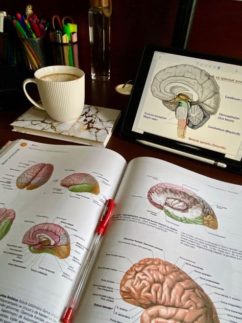 Neuropsychiatry Aesthetic, Pediatric Psychiatrist, Transcendent Kingdom, Dream Psychology, Psych Major, Studying Aesthetic, Psychology Studies, My Future Job, Med School Motivation