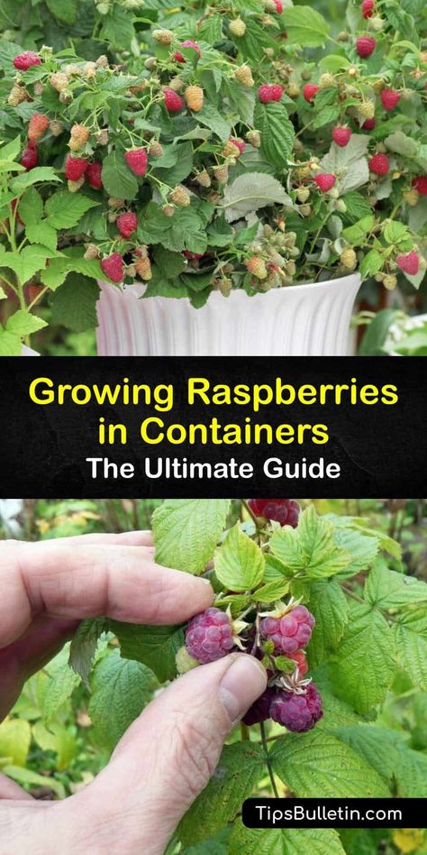 Discover how to grow summer-bearing or everbearing raspberry plants in containers. Growing raspberries in pots is simple. Some raspberry bushes have fruit the first year, while others do not produce berries until the second year. #grow #raspberries #container #pots Potted Fruit Plants, Blackberries In Pots, Backyard Berry Garden Design, Growing Plants In Pots, Raspberry Bush Care, Potted Fruit Garden, Container Fruit Garden, Raspberry In Container, How To Grow Fruit Trees In Pots