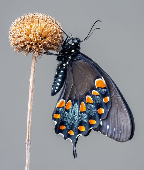 Spicebush Swallowtail, Nature Macro, Insect Photography, Cool Bugs, Wild Animals Pictures, Herbal Magic, Macro Shots, Beautiful Bugs, Butterfly Kisses