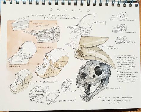 The importance of geometric shapes applied to organic forms. 13 process pages complete for the mini companion book!! Now to scan at high res and format the book to send tonight~ I feel like building another model now...gotta look at the stack I have to build. #dynamicbible Animal Skull Drawing, Peter Han, Skeleton Drawings, Perspective Drawing Lessons, Manga Tutorial, Line Sketch, Animal Bones, Organic Forms, Skull Drawing