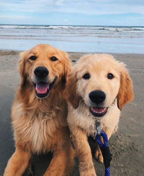 Two Golden Retrievers, 2 Golden Retrievers, Chien Golden Retriever, I Like Dogs, Cute Animals Puppies, Animals Friendship, Fluffy Animals, Dogs Golden Retriever, Cute Dogs And Puppies