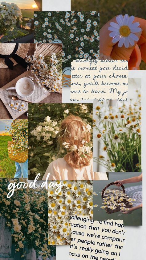 Margaritas, Wallpaper Aesthetic Bunga Daisy, Bunga Daisy Wallpaper, Daisy Athestic, Wallpaper Bunga Daisy Aesthetic, Daisy And Sunflower Wallpaper, Vintage Daisy Aesthetic Wallpaper, Daisies Aesthetic Wallpaper, Daisy Aesthetic Wallpaper Iphone