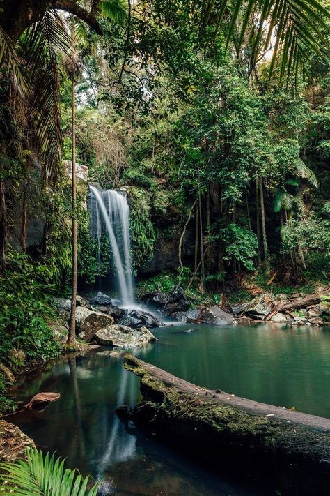 Jungle Nature Forests, Rain Forest Aesthetic, Queensland Rainforest, Rainforest Aesthetic, Australia Forest, Rainforest Pictures, Australian Rainforest, Brazil Rainforest, Wet Forest