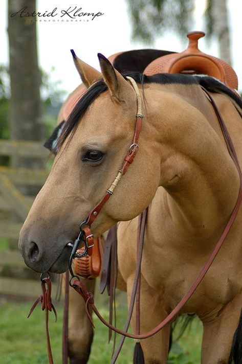 Buckskin Horse, Ranch Riding, Horse Inspiration, Cowboy Horse, American Quarter Horse, Majestic Horse, Horses And Dogs, All The Pretty Horses, Horse Crazy