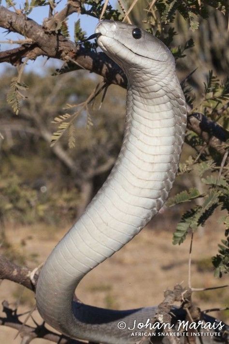 Black Mamba Drawing, Snakes Venomous, Black Mamba Snake, Mamba Snake, Kinds Of Snakes, The Black Mamba, Venomous Snake, Types Of Snake, Pretty Snakes