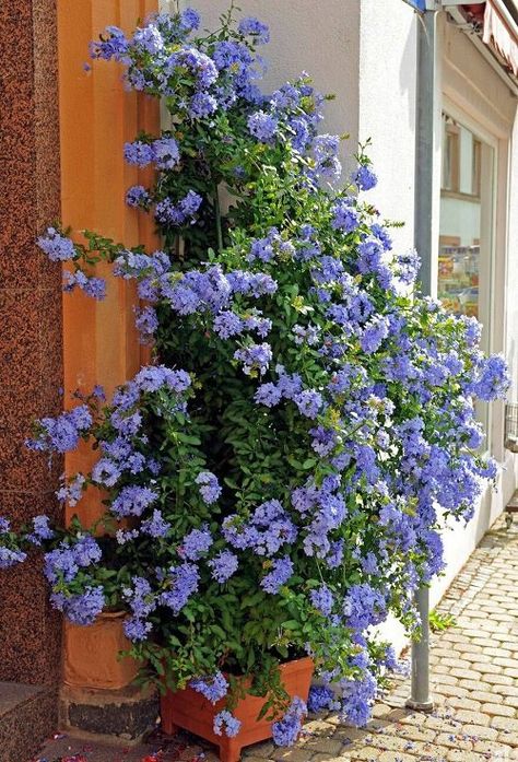 Here are the most beautiful and Best Vines and Climbers for the Balcony and Patio to add a touch of color and nature! Climbing Flowering Vines, Patio Flowers, Climbing Flowers, Garden Vines, Patio Plants, Garden Containers, Spanish House, Container Flowers, Decoration Inspiration