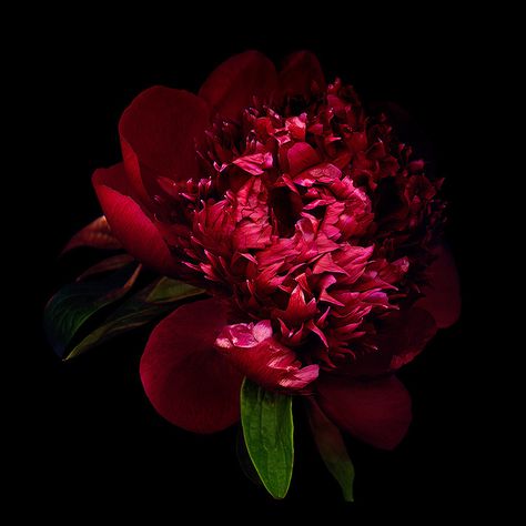 https://flic.kr/p/HpxJux | DARK BEAUTY... Peony. | FLOWERS MY GRANDMA LOVED: PEONY… She especially love the more common ones from the garden, the dark red ones. Again, memories very much connected with the fragrance! The Peony is indigenous to China, but was imported to Japan so early it is difficult to be certain when the transplantation occurred. It is a perennial plant with single flowers of white, red or pink which are born in late spring. The peony was originally introduced as medicine. In Indigo Art, Red Peony, Red Peonies, Orchid Care, Plant Species, Single Flower, Peony Flower, Dark Beauty, Perennial Plants