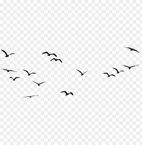 Background Birds Flying, Sky Png Backgrounds, Sky Png Hd, Birds Flying Png, Sky Background Png, Png Sky, Birds Flying In The Sky, Birds Background, Sky Png