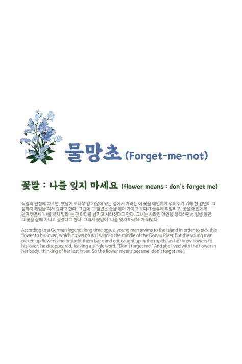 Peony And Forget Me Not Bouquet, Delphinium Flower Meaning, White Forget Me Not Flowers, Don't Forget Me Flower, Forget Me Nots Aesthetic, Forget Me Not Flowers Tatoos, Forget Me Not Flowers Wallpaper, Forget Me Not Flowers Aesthetic, Forget Me Not Wallpaper