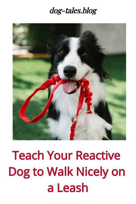 A dog holding a torn red leash in its mouth. Text: "Teach Your Reactive Dog to Walk Nicely on a Leash". Dog Emotions, Loose Leash Walking, Socializing Dogs, Living With Dogs, Reactive Dog, 3 Dogs, Dog Training Advice, Leash Training, Calm Dogs