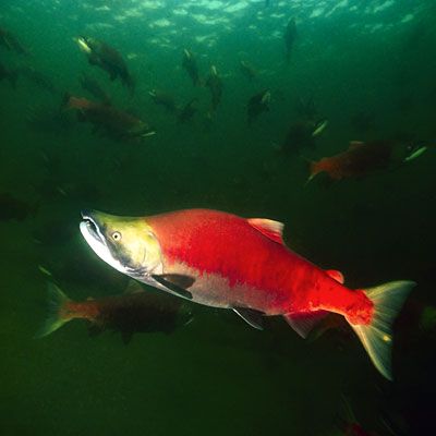 Sockeye Salmon Salmon Animal, Sockeye Salmon Fish, Salmon Pictures, Salmon Fish Photography, Salmon Pictures Art, Salmon Reference, Salmon Photo, Salmon Swimming, Wild Salmon Photography