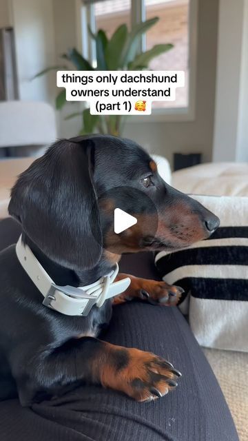 Rover 🐾 mini dachshund on Instagram: "i swear every dachshund has the same personality 😂🥹 #minidachshund #dachshundpuppy #minidachshundpuppy #puppylove #doxiesofinstagram #dachshundsofinstagram #dachshundlife #puppygram #dachshundaddict" Dachshund Dog Funny, Dashund Dogs, Cute Dachshunds, Mini Daschund, Doxie Humor, Silver Dapple Dachshund, Dachshund Mix Puppies, Funny Dachshund Pictures, Teacup Dachshund