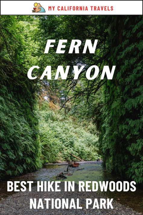 Discover why the Fern Canyon hike is one of the best hikes in Redwoods National Park. Located in Prairie Creek Redwoods State Park, this trail takes you through a magical canyon filled with ferns and moss-covered walls. Ideal for nature lovers and those planning a Northern California road trip. Prairie Creek Redwoods State Park, Redwoods National Park, Northern California Road Trip, Redwood National And State Parks, Fern Canyon, California Road Trip, Channel Islands National Park, Redwood National Park, Moss Covered