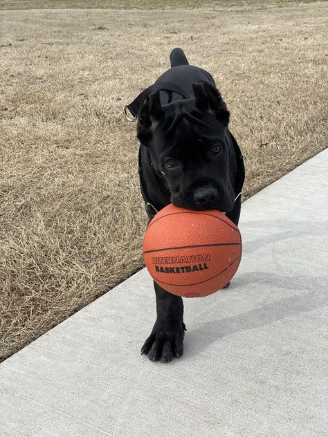 Big Dogs As Puppies, Cute Cane Corso Puppies, Came Corso Aesthetic, Cane Corso Italian Mastiff Puppies, Puppy Cane Corso, Cane Corso Dog Aesthetic, Baby Cane Corso, Black Cane Corso Puppies, Came Corso Puppy