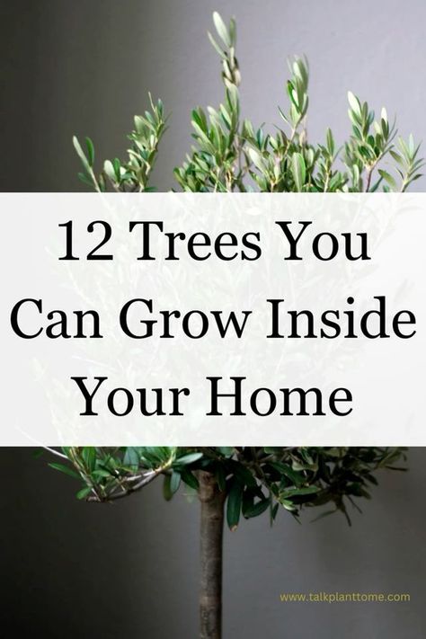 12 trees you can grow inside your home! Helpful list of trees that grow indoors! Trees For Inside The House, Best Trees For Indoors, Trees You Can Grow In Pots, Inside Trees Plant, Indoor Tree Ideas, House Plant Tree, House Trees Indoor, Indoor Garden Architecture, Tree Inside House