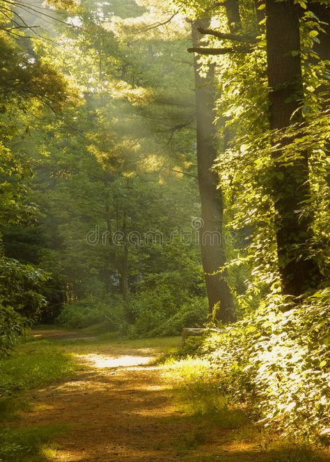 Nature, 10 Am Morning Aesthetic, Sun Ray Aesthetic, Early Afternoon Aesthetic, 3pm Aesthetic, Mid Morning Aesthetic, Light Forest Aesthetic, Late Morning Aesthetic, Bright Sunny Day Aesthetic