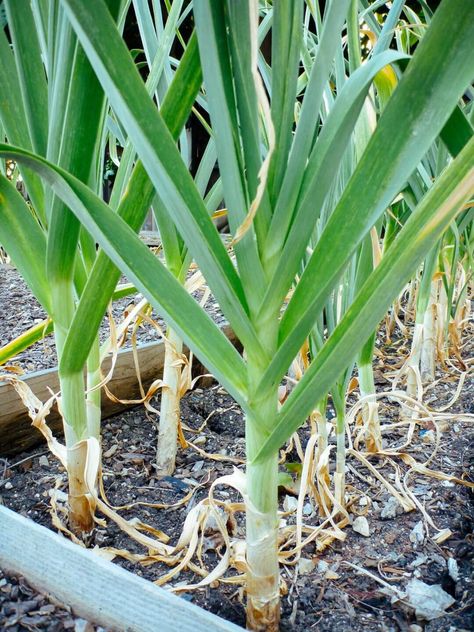 Planting Onion Sets, When To Harvest Garlic, Garlic Plants, Harvest Garlic, Garlic Growing, Garlic Garden, Grow Garlic, Harvesting Garlic, Best Greenhouse