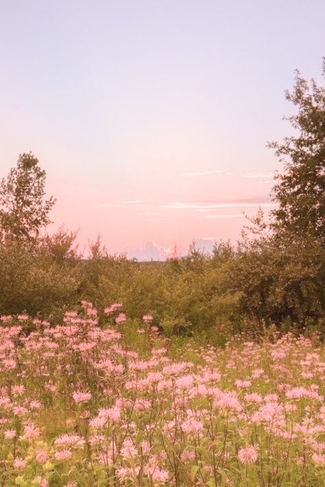 Flower Field Lockscreen, Pink Wildflowers Aesthetic, Pink Flower Field Painting, Spring Flower Field Aesthetic, Pink Field Aesthetic, Flower Garden Astethic, Pink Farm Aesthetic, Pink Flower Field Wallpaper, Light Pink Spring Wallpaper