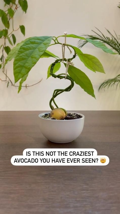 Creating an AvoBonsai - PART 3 | Hanging plants, Avocado plant, Plant care houseplant Avocado Plant, نباتات منزلية, Plant Care Houseplant, Vegetable Garden Diy, Inside Plants, Growing Plants Indoors, Remodel Kitchen, Bonsai Plants, House Plants Indoor