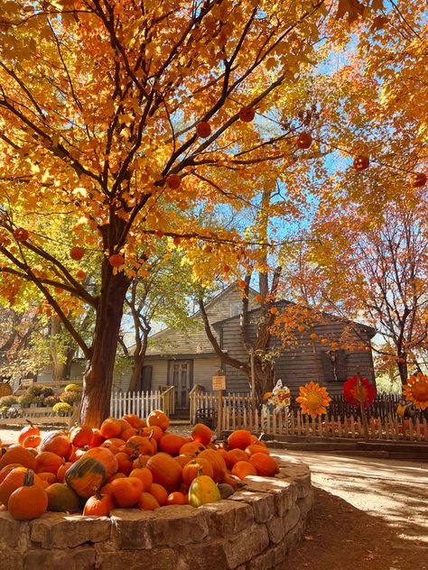 Fall Aesthetic Bright, Bright Fall Aesthetic, Autumn Nature Aesthetic, Beige Pantone, Pumpkin Patch Aesthetic, Fall Szn, Fall Feeling, Studera Motivation, Fall Boards