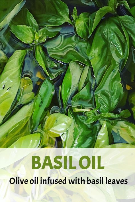 DIY basil olive oil. #basil #oliveoil #infusedoils Fresh Basil Infused Olive Oil, Preserving Basil In Olive Oil, Garlic Basil Infused Olive Oil, How To Make Basil Oil, Preserving Basil In Oil, Basil Oil Uses, How To Make Basil Infused Olive Oil, Basil And Garlic Infused Olive Oil, Herb Olive Oil Recipe