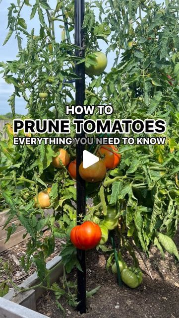 Tomato Plants Growing Tips, Pruning Tomato Plants, Watering Tomatoes, Tomato Problems, Tomato Pruning, Gardening Videos, Plant Diy, Healthy Ice Cream Recipes, Tomato Plant