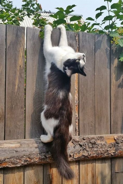 ** "Wut nowz?! Yer totallys crampin' meez style!" Wojskowy Humor, Regnul Animal, Indoor Cats, Cat Pose, Cat Climbing, Airbrush Art, White Cats, Domestic Cat, Stay Active